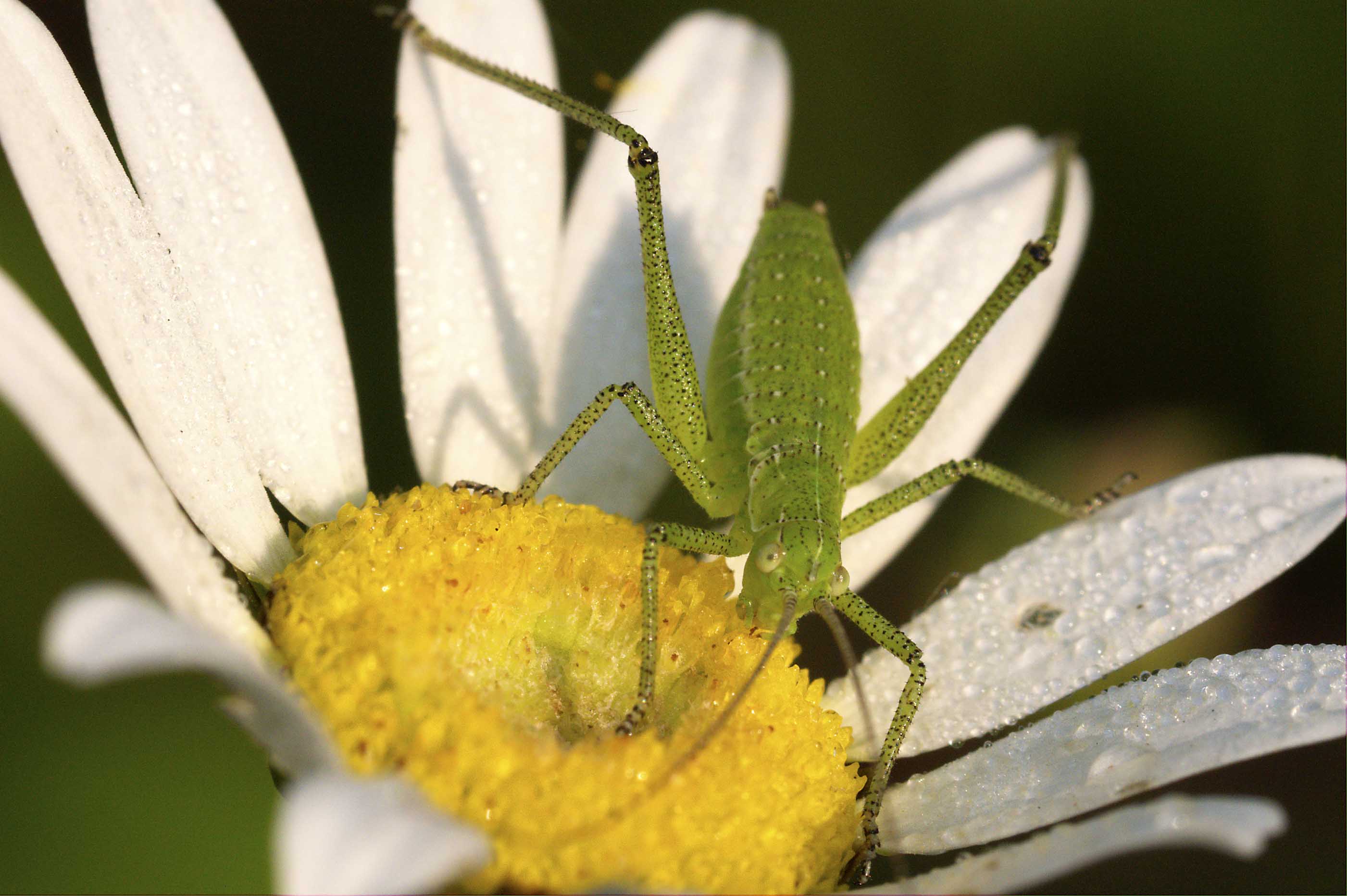 Phaneropteridae: Leptophies puctatissima?